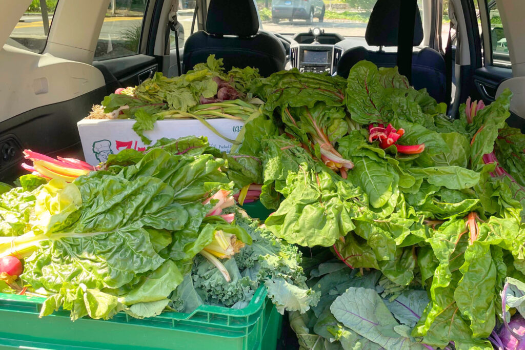 Trunk of Car Filled with Fresh Produce from the Farmer's Market