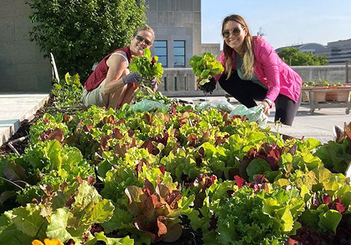 Two volunteers harvest greens from a garden in Washington, DC.